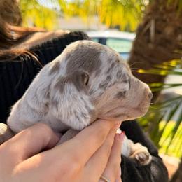 Fiona the cream dapple - Dapple female Dachshund puppy in El Cajon, California from Lisa Buxton