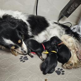 Dachshund puppies from FleuryDachs