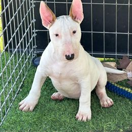 Boy 1 - male Bull Terrier puppy in Columbia Heights, Minnesota from Tuffnutz Bull Terriers