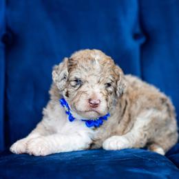 Aussiedoodle Puppies from Dani's Dandy Doodles