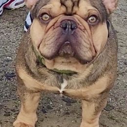 Siren - French Bulldog