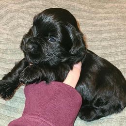 Bentley - Black male Miniature Schnauzer puppy in Graham, Washington from Kristy's French Bulldogs & Mini Schnauzers