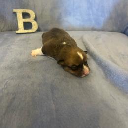 Nibbles - Red male Pembroke Welsh Corgi puppy in Maupin, Oregon from Bailey Nannini