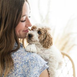 Goldendoodle Puppies from Legend Pups
