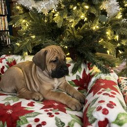 Dancer - Fawn female Cane Corso puppy in Lititz, Pennsylvania from Lititz Cane Corsos