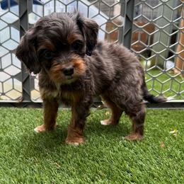 Shiraz - Merle female Cockapoo puppy in Williamston, South Carolina from Sassy Bob’s Dogs