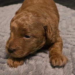 Poppy - Red  female Poodle puppy in Windom, Texas from Wild Farm Puppies