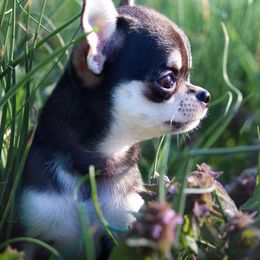 Micro - Black and tan Chihuahua puppy in Niagara County, New York from Coolballow Chihuahuas