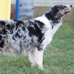 Oakey - Australian Shepherd