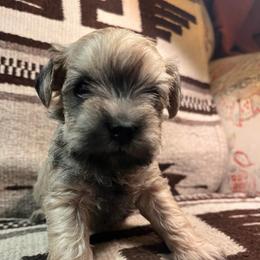 Black collar - Salt and pepper female Miniature Schnauzer puppy in Prescott, Washington from Winona Schnauzers