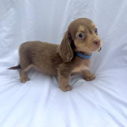 Dark Blue - Dapple male Dachshund puppy in Silver Springs, Florida from DeMarsh's Dachshunds