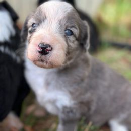 Lennon - Blue merle female Aussiedoodle puppy in Kensington, Ohio from Hickory Hideaway Doodles