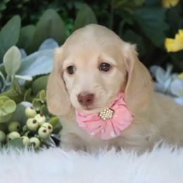 Opal - Cream female Dachshund puppy in Woodbine, Georgia from Walker's Minidachs
