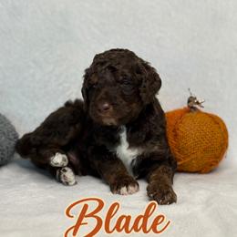 Poodle All Grown Up from Empire Poodles
