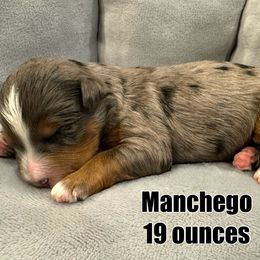 Manchego - Blue merle Bernedoodle puppy in Washougal, Washington from Sandy Creek Bernedoodles