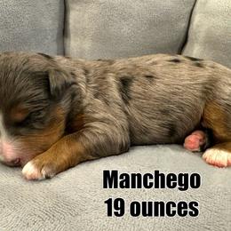 Manchego - Blue merle Bernedoodle puppy in Washougal, Washington from Sandy Creek Bernedoodles