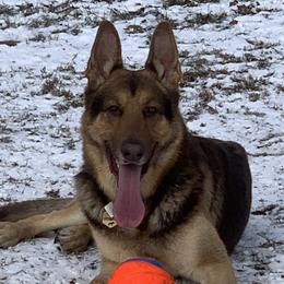 Brody - German Shepherd