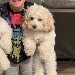 Cavalier King Charles Spaniels, Cocker Spaniels, and Companion Crosses from Cavi Cutie Collective