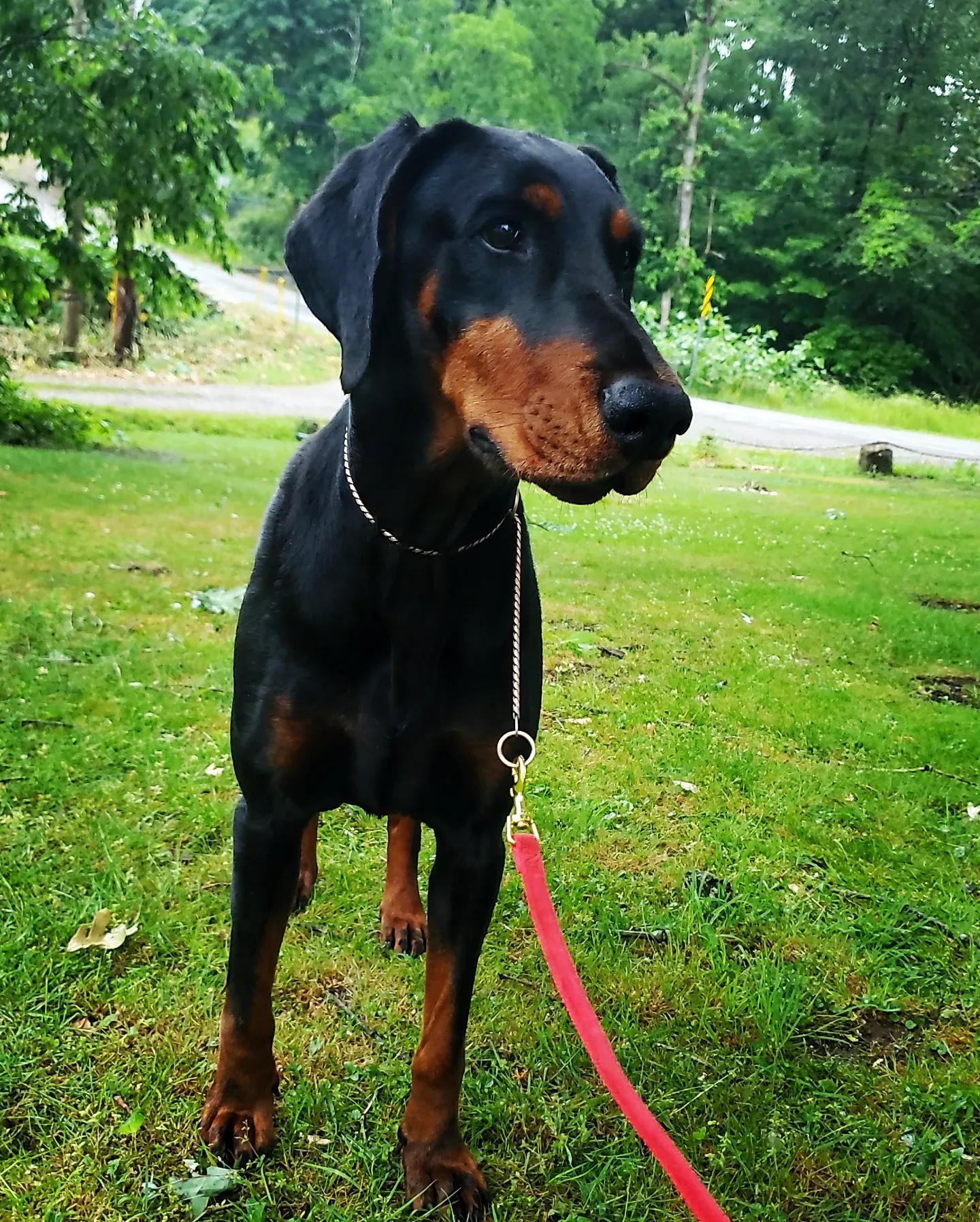 Izzy