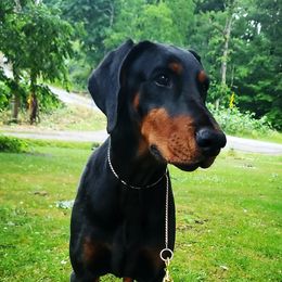 Izzy - Doberman Pinscher