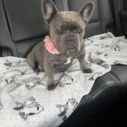 French Bulldog Puppies from The Frenchie Ravine Connection LLC