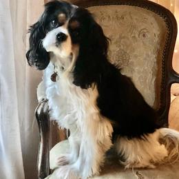 Rose - Cavalier King Charles Spaniel