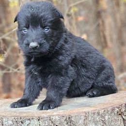 Flint - Black male German Shepherd puppy in Louisburg, North Carolina from Raven Oak's Shepherds & Dachshunds