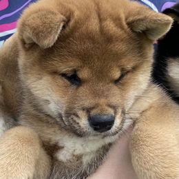 Shiba Inu Puppies from Kokuryuu Shibas