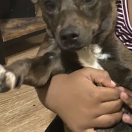 Chihuahuas from AZ Chihuahuas