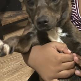 Chihuahuas from AZ Chihuahuas