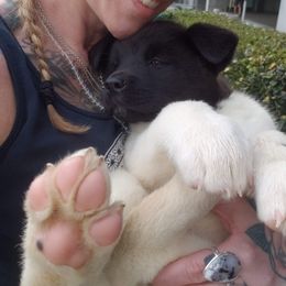 Akita Puppies from Mizuki Akita LLC.
