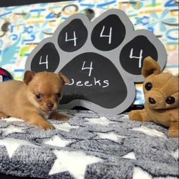 Rusty - Fawn male Chihuahua puppy in Leesburg, Florida from Mystic Angels Chihuahuas