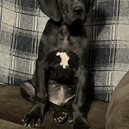 Great Dane Puppies from Mara Danes