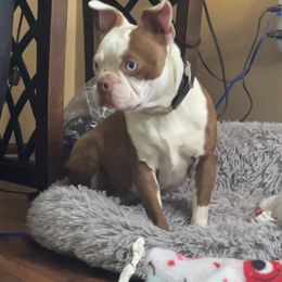PB - Boston Terrier