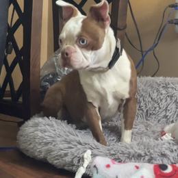 PB - Boston Terrier