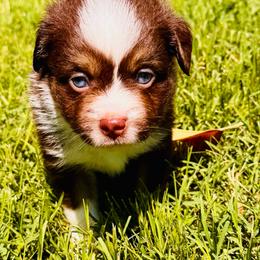 Red Tri blue eyes - Red tri male Toy Australian Shepherd puppy in Oklahoma City, Oklahoma from Faith River Aussies