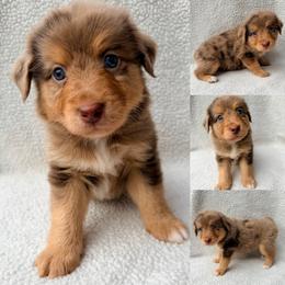 Red Merle male - Red merle male Toy Australian Shepherd puppy in Brooker, Florida from Honey, I Shrunk the Aussies