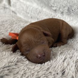 Goldendoodle Puppies from Simply Mini Goldendoodles