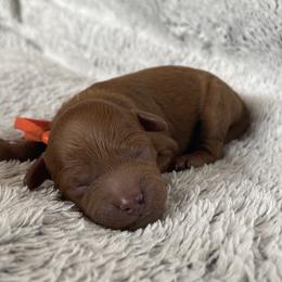 Goldendoodle Puppies from Simply Mini Goldendoodles
