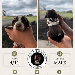 Boy 4 - Liver white and tan male English Springer Spaniel puppy in Fort Meade, Florida from Lake in the Hills Springers