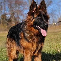 German Shepherd puppies from Tampa Bay Farm