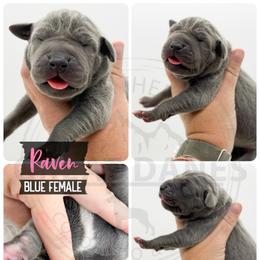 Raven - Blue female Great Dane puppy in Sac City, Iowa from Northern Great Danes of Colorado & Iowa
