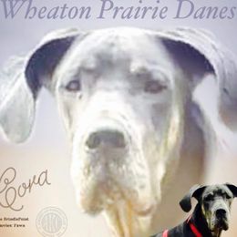 Cora - Great Dane