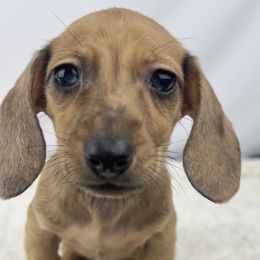 Pumpkin Spice - Red female Dachshund puppy in Sacramento, California from MiniDoxPups