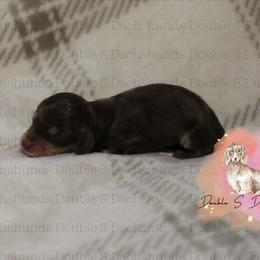 Diana - Chocolate and tan female Dachshund puppy in Timpson, Texas from Double S Kennel