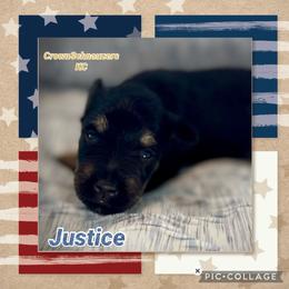 Justice - Black and silver male Miniature Schnauzer puppy in Independence, Missouri from Crown Schnauzers KC