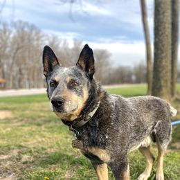 Koda - Australian Cattle Dog