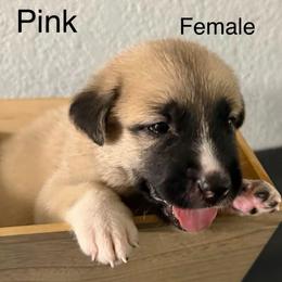 Pink - Fawn female Anatolian Shepherd Dog puppy in Winter Haven, Florida from Karen's Anatolian Shepherd Dogs