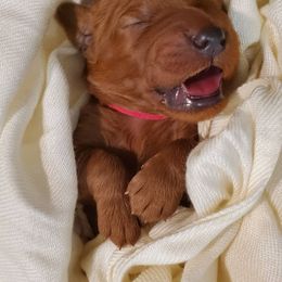 Goldendoodle Puppies from Rustic Road Doodles