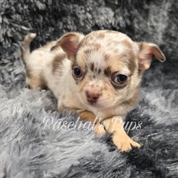 Rusty - Merle male Chihuahua puppy in Bowdon, Georgia from Paschal's Pups
